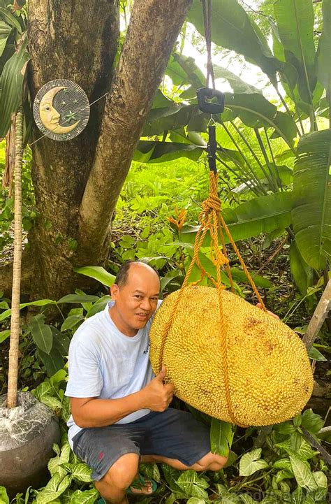 Retired Filipino Banker Accidentally Grew The Worlds Largest Jackfruit