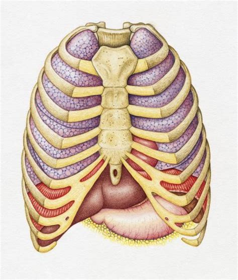 Organs not within the rib cage but that can sometimes cause pain that feels like it comes from the rib cage include the gallbladder, pancreas, and kidneys. functions of the skeleton - A-Level Physical Education ...