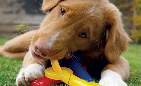 See more ideas about dog biting, training your dog, puppy biting. How do I stop my puppy from biting? - Your Dog
