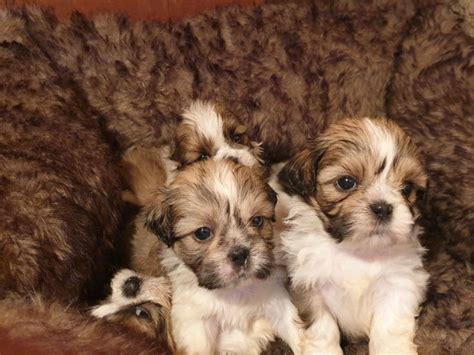 1.shih tzus are indoor dogs but they need their daily exercise. Shih Tzu Puppies For Sale | Las Vegas Convention Center ...