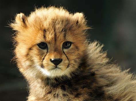 Cute Baby Cheetah Cubs Weneedfun