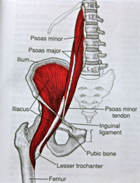 Hip Muscles And Tendons Diagram Muscle And Ligament Pain In The Lower