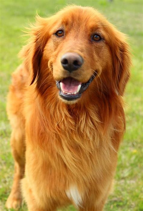 The goldendoodle is a cross between a golden retriever and a poodle and is known as being an extremely affectionate and social breed. Adopt JR on | Golden retriever training, Golden retriever ...