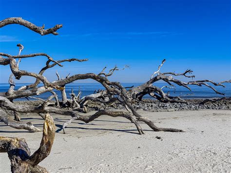 Driftwood Beach Georgia Free Stock Photo Public Domain Pictures