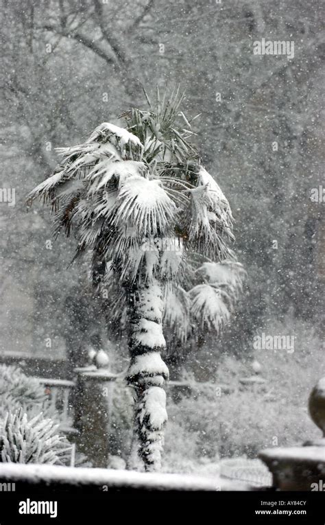A Palm Tree Covered In Snow In Brighton Uk Stock Photo Alamy
