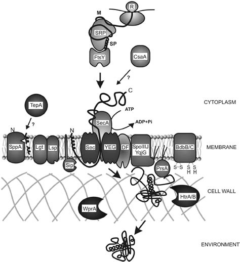 Components Involved In Sec Dependent Protein Export In B Subtilis