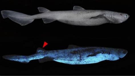 Glow In The Dark Sharks Found Off New Zealand Coast Bbc News