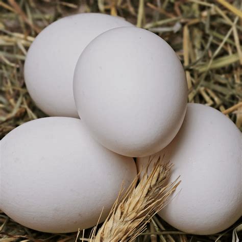 What Breed Of Chicken Lays White Eggs Here Are 20 Amazing Breeds That Do The Homestead Nurse