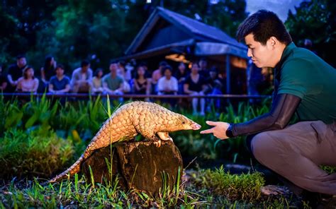 Singapore Night Safari Tickets Tram Ride Included Updated 2023 Headout