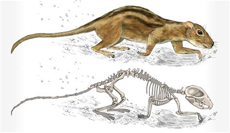 Fossils Reveal Mammals Mingled In Age Of Dinosaurs Yalenews
