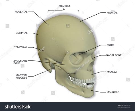 Diagram Human Skull Stock Illustration 89027195 Shutterstock