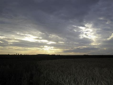 A Flat Field Of Wheat At Sunset The Ears Are Almost Ripe Stock Image