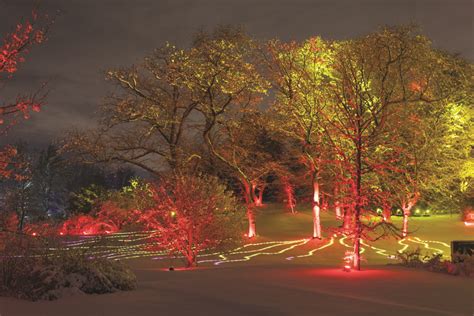 Illumination Tree Lights At The Morton Arboretum