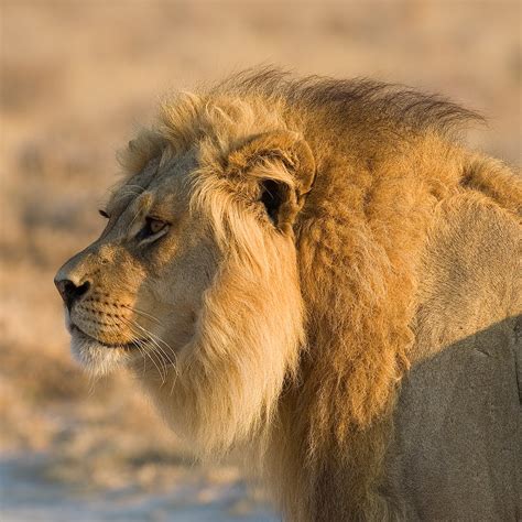 SIDECAR: Leoni - Lions