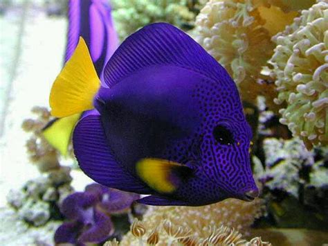 7 Best Images About Exotic Saltwater Fish On Pinterest