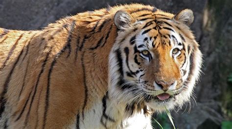 Riverbanks Zoo Tiger Passes Away