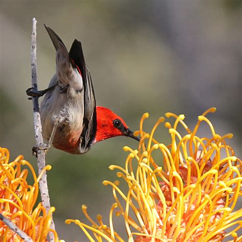 Scarlet Honeyeater Red Bird Previewrob Flickr