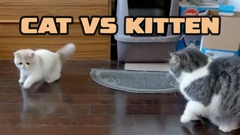 Cat Vs Kitten Youtube