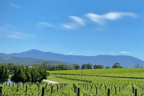 Private Winery Tours Yarra Valley Melbourne Dancing Kangaroo Tours