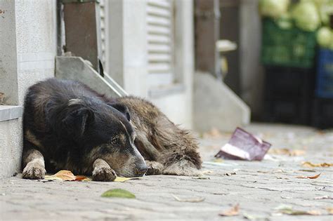 Rescuing A Stray Dog Off The Streets Here Are The Necessary Steps You