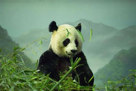 Plight Of The Panda A Bamboo Story — In Defense Of Plants