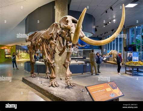Skeleton Of An American Mastodon Mammut Americanum In The Museum At