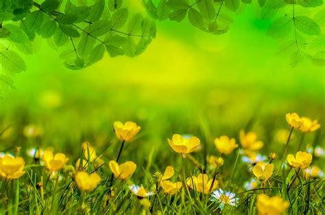 Natural Backgrounds With Flowers Free Stock Photo Public Domain Pictures