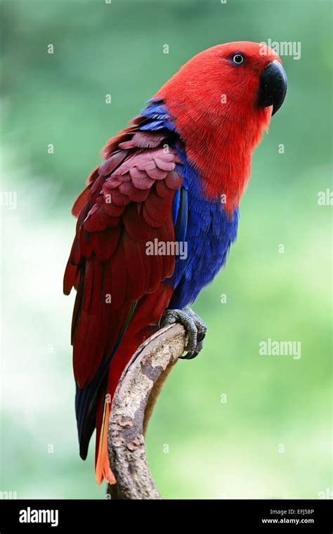 Colorful Red Parrot A Female Eclectus Parrot Eclectus Roratus Side