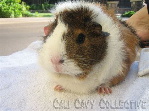 Cali Cavy Collective A Blog About All Things Guinea Pig Abyssinians