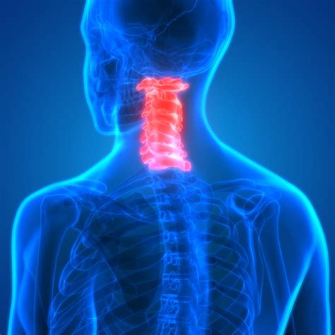 the cervical spine anatomy function and common spine center of texasspine center of texas