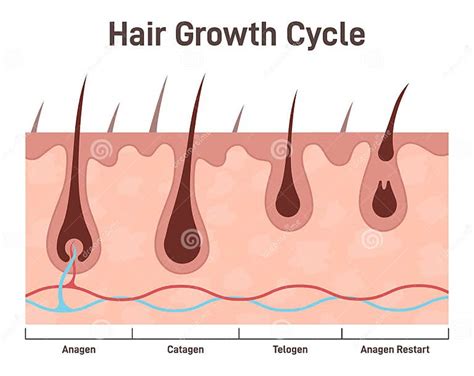 Hair Growth Cycle Hair Developing Stages Anagen Telogen Catagen Stock Vector Illustration