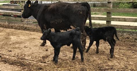 Twin Cattle Births Can Cause Complications Shaw Local