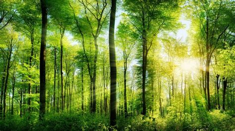 23 Trees Forest Wallpapers Wallpaperboat