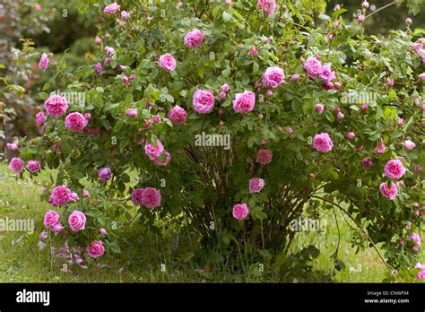 Ornamental Rose Rosa Comte De Chambord Rosa Comte De Chambord