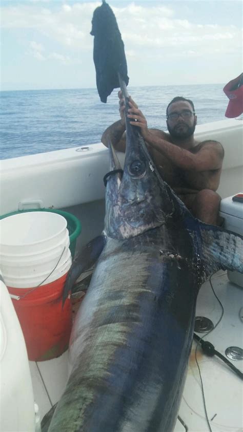 Monster Swordfish Caught On A Daytime Swordfishing Trip In