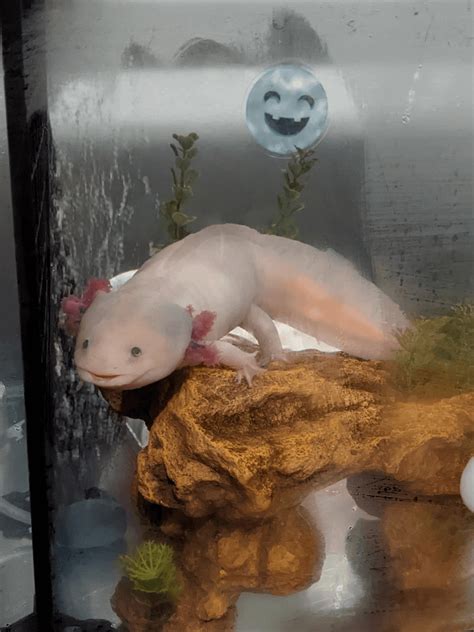 Happy Halloween Raxolotls