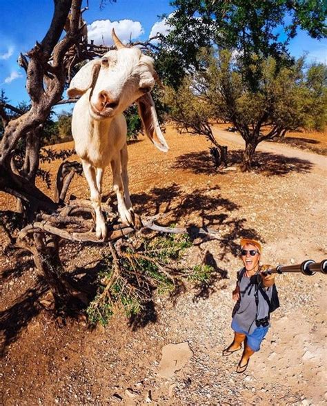 20 Startling Photos That Show Goats Can Climb Anything