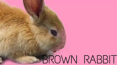 My Brown Rabbitbest Rabbit Breed Youtube