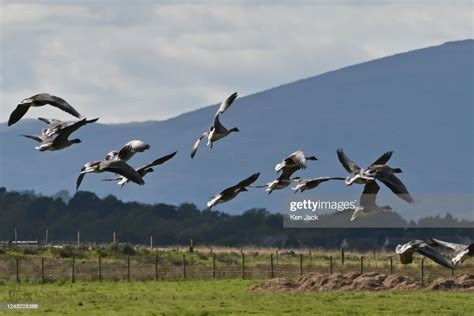 Pink Footed Geese At Rspb Loch Leven Nature Reserve As Autumn Bird