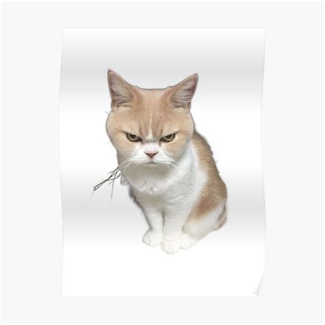 Cute Grumpy Cat Cat Meme Poster For Sale By Pusla Redbubble