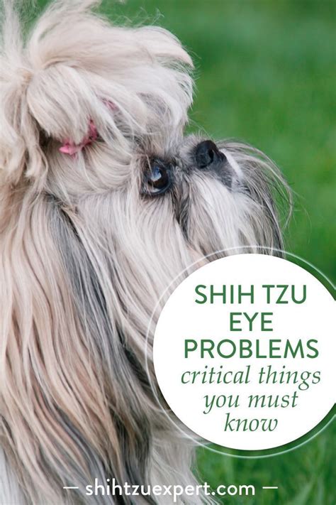 Shih Tzu Eye Problems Critical Things You Must Know About Your Pet