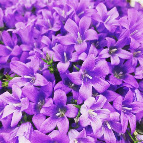 Free Purple Flowers Stock Photo