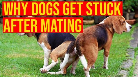 Reasons Why Dogs Get Stuck After Mating Youtube