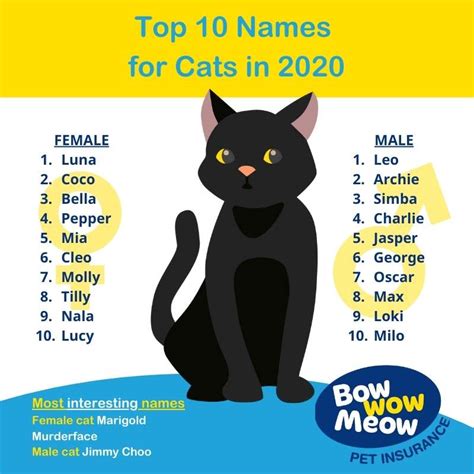 Cat Names Bow Wow Meow Pet Insurance