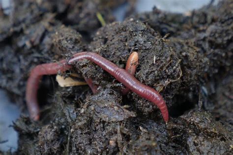Scientists Explain Earthworms Leaf Busting Guts