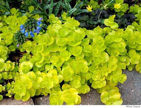 Golden Creeping Jenny Groundcover Plant Can Be Either Green Or Gold