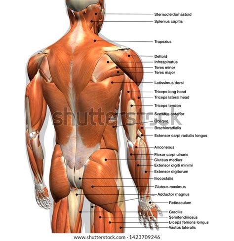 Back Muscles Anatomy Deep Back Muscles Anatomy Innervation And Functions Kenhub Human