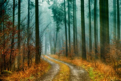 Forest Pathways Photo · Free Stock Photo