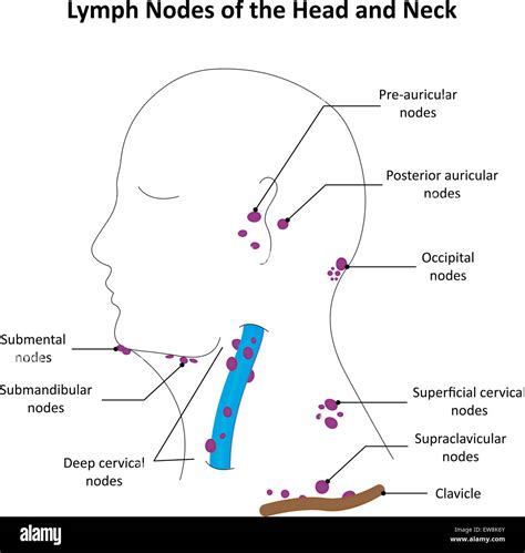 Lymph Nodes Map Neck