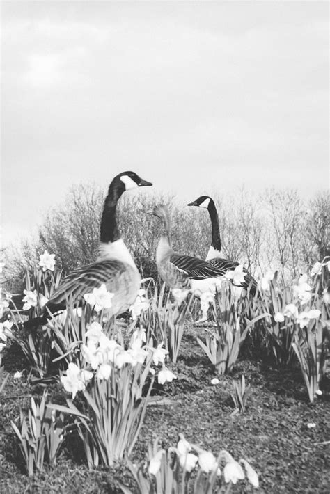 Spring Has Sprung 💚 Birds Flowers Art Flowersofinsta Flickr